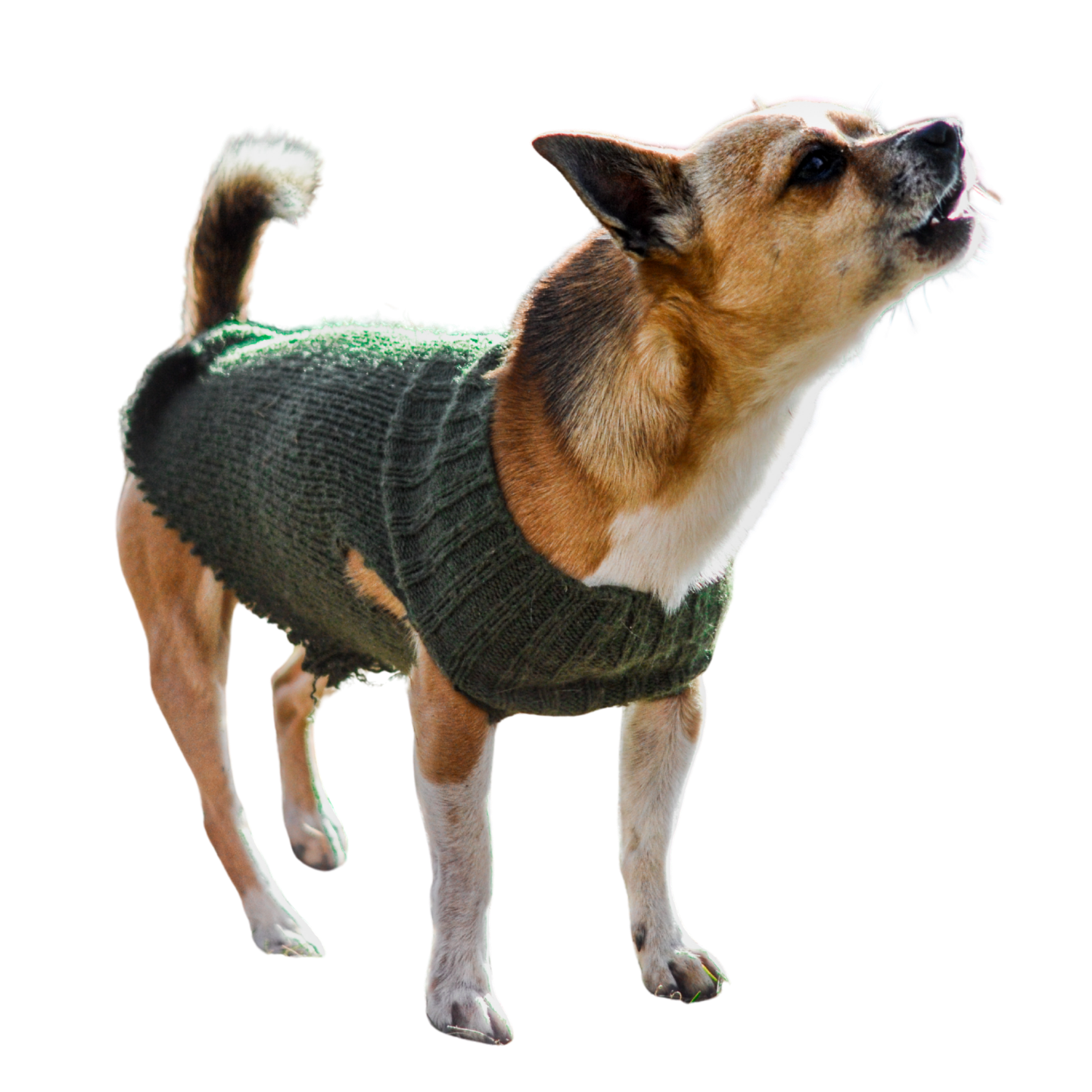 Petit chien en pull vert, debout et en train de vocaliser.