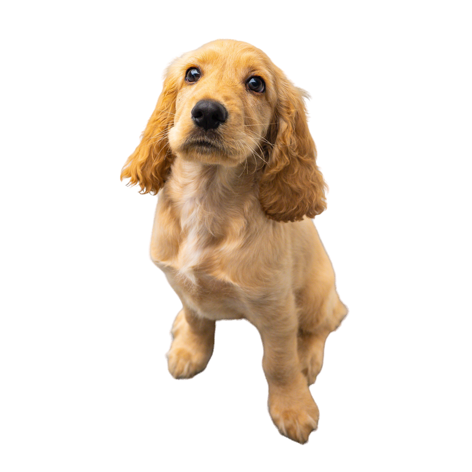 Chiot cocker assis, regard levé vers son maître.