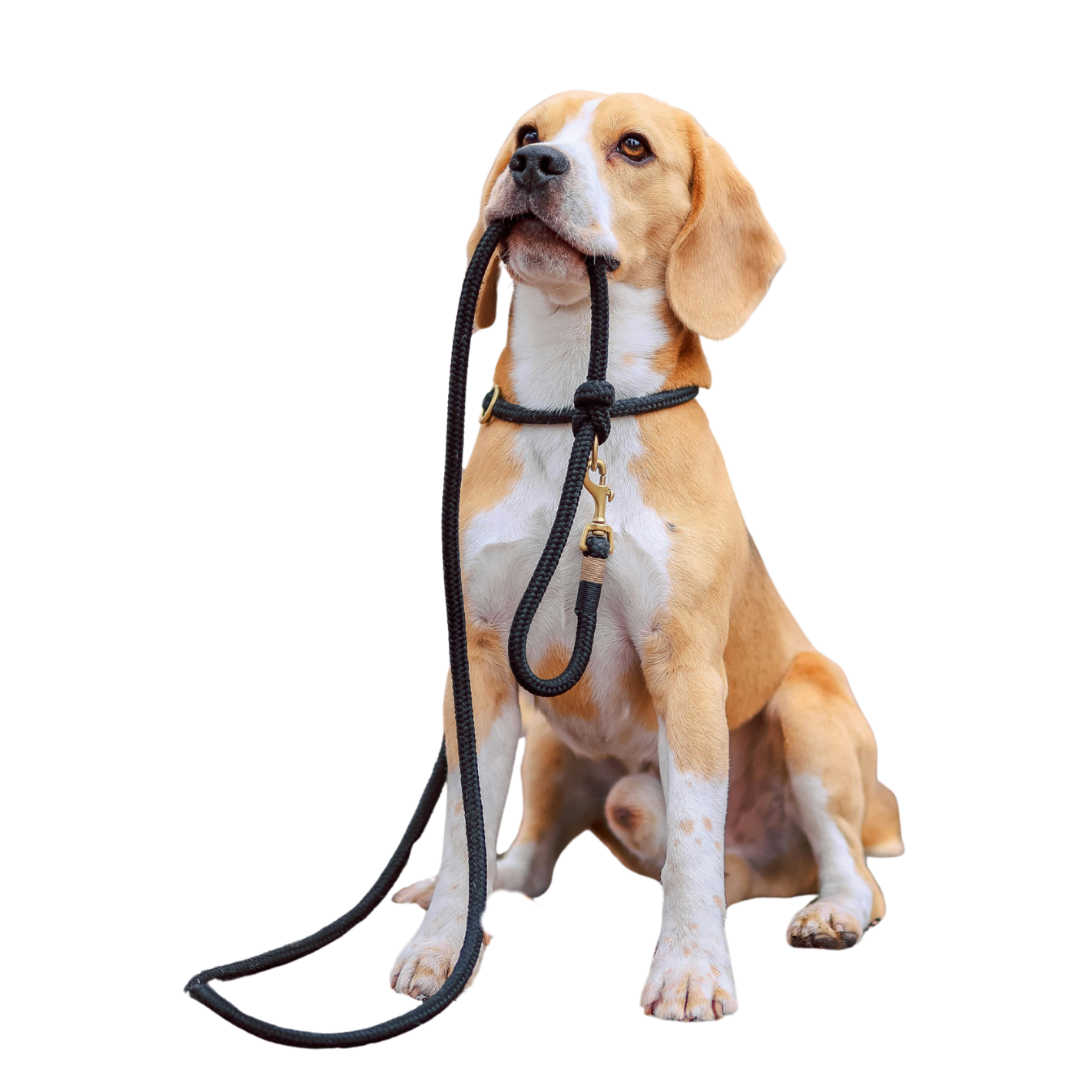 Beagle assis tenant sa laisse dans la gueule.
