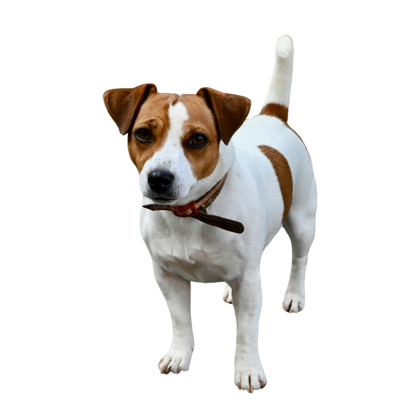 Jack Russell debout, attentif, avec les pattes et la queue visibles.