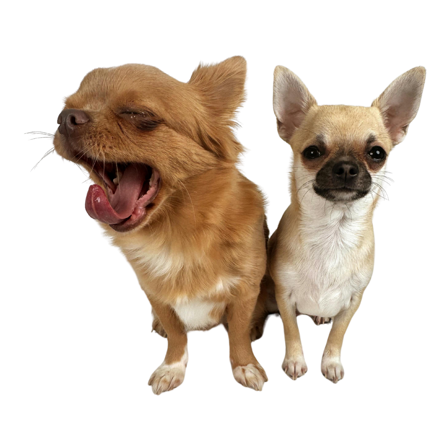 Deux chihuahuas côte à côte, aux pelages et aux postures différents.