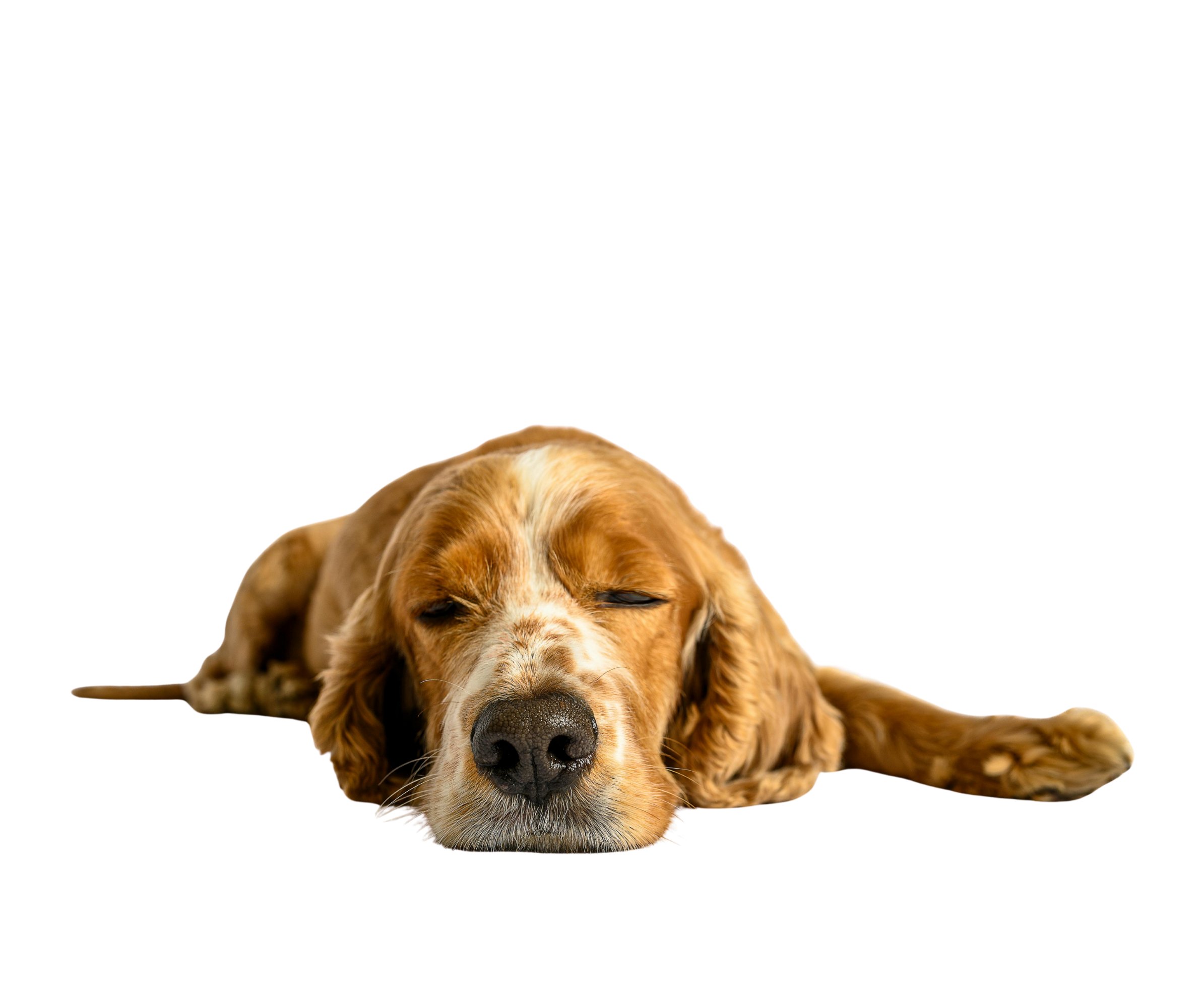 Cocker allongé au repos, les yeux fermés.